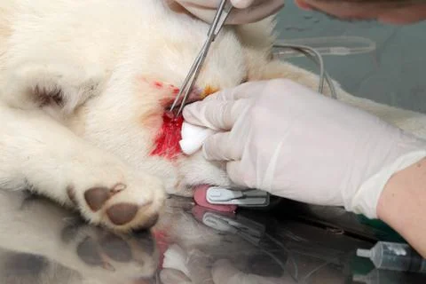 Veterinary Stock Photos