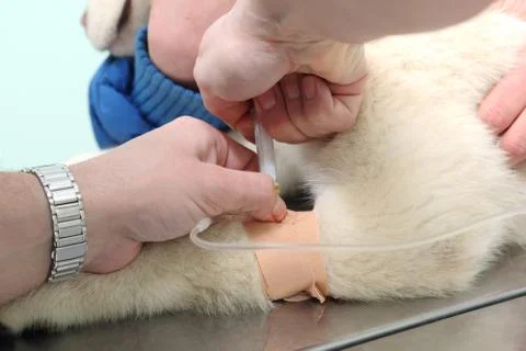 Veterinary 스톡 사진