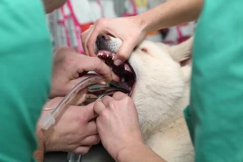 Veterinary Stock Photos