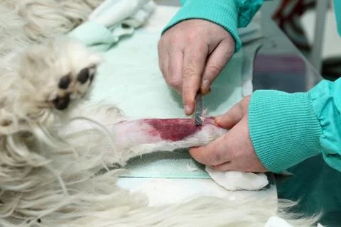 Veterinary 写真素材