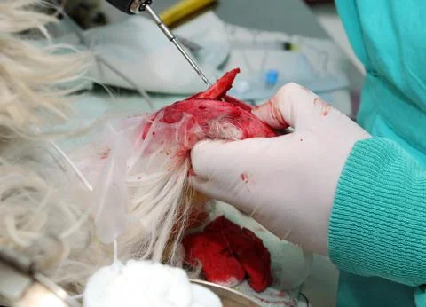 Veterinary Stock Photos