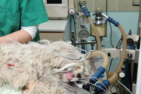 Veterinary Stock Photos