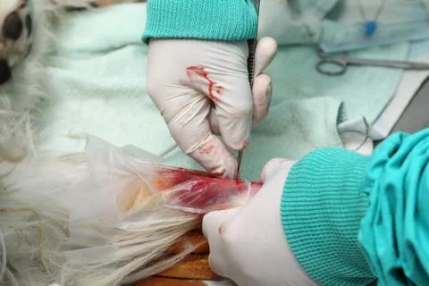 Veterinary 스톡 사진