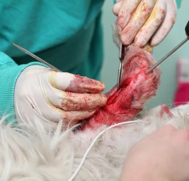 Veterinary Stock Photos