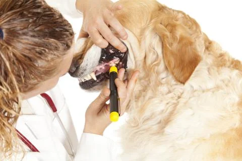 Veterinary Stock-Fotos