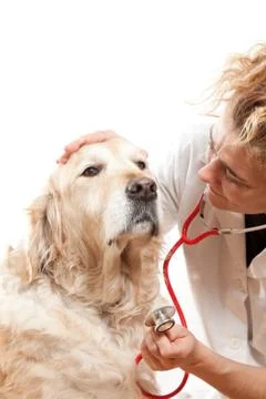 Veterinary Foto stock