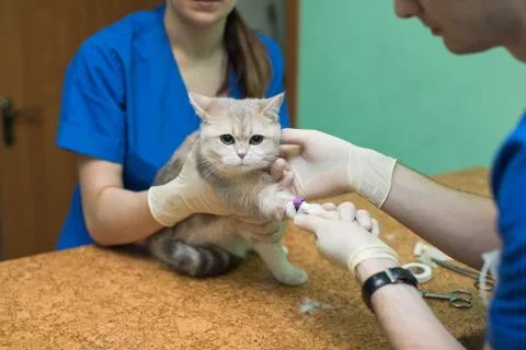 Veterinary placing a catheter via a cat in the clinic. Stock Photos