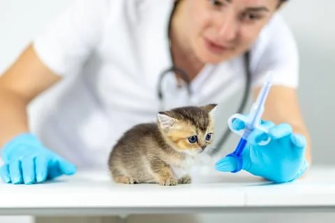 Veterinary professional using tablet dispenser syringe on a kitten for Stock Photos