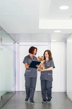 Veterinary professionals in the clinic. Stock Photos