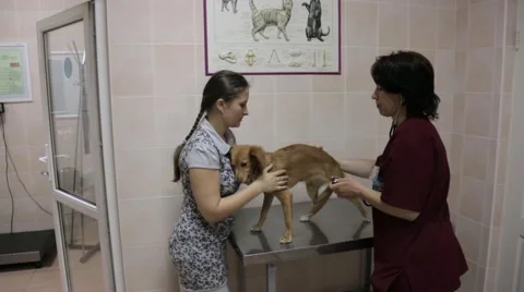 Veterinary science and laboratory Stock Footage 45911155