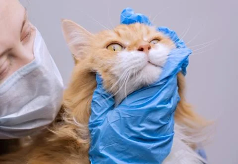 Veterinary science topic: a vet examines a cat. 스톡 사진