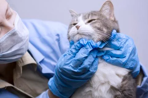 Veterinary science topic: a vet examines a cat. 스톡 사진