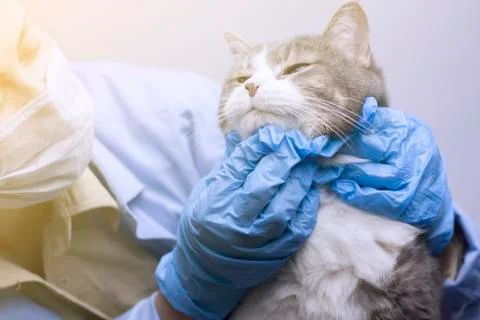 Veterinary science topic: a vet examines a cat. 스톡 사진