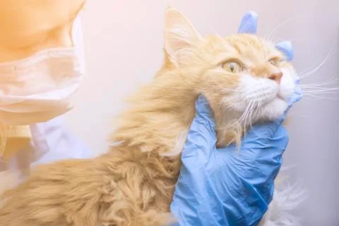 Veterinary science topic: a vet examines a cat. Light effect, toning. 스톡 사진