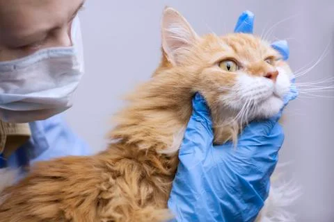 Veterinary science topic: a vet examines a cat. 스톡 사진