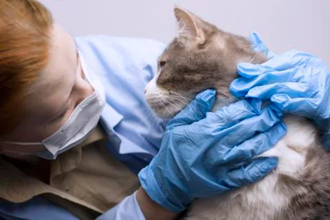 Veterinary science topic: a vet examines a cat. 스톡 사진