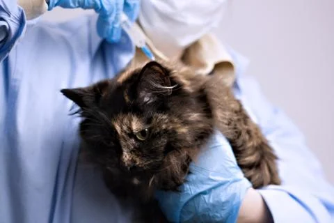 Veterinary science topic: a vet examines a cat. 스톡 사진