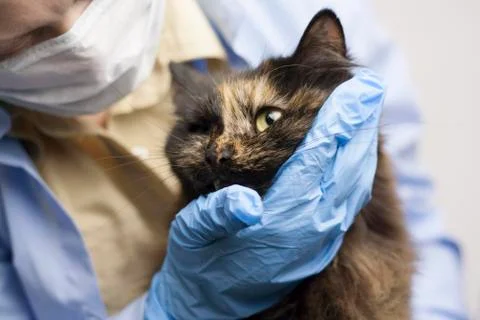Veterinary science topic: a vet examines a cat. Stock Photos