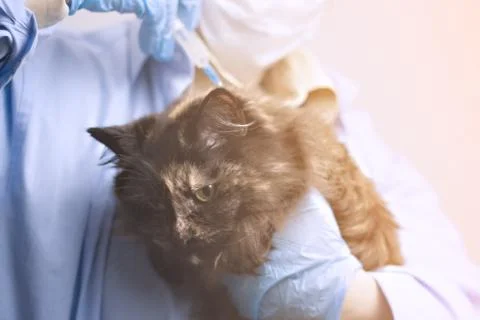 Veterinary science topic: a vet examines a cat. Light effect, toning. 스톡 사진