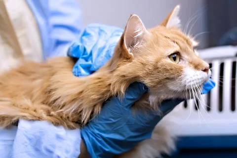 Veterinary science topic: a vet examines a cat. 스톡 사진