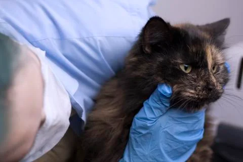 Veterinary science topic: a vet examines a cat. 스톡 사진