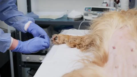 Veterinary staff securing a dog on an operating table before sterilization 스톡 동영상 341704400
