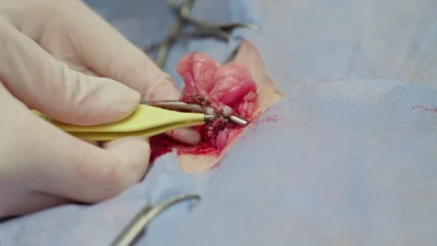 Veterinary surgeon operating on a dog, performing ovariohysterectomy, a Stock Footage 341704472