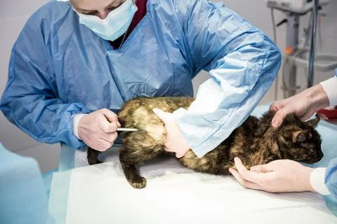 Veterinary surgeon is preparing cat for neutering surgery. Stock Photos