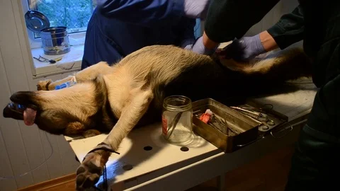 Veterinary surgery close up 库存影片 85667578