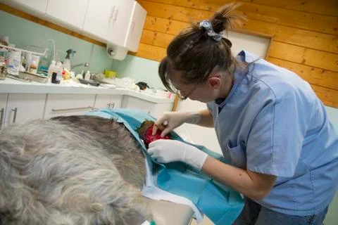 Veterinary surgery on a dog Foto stock