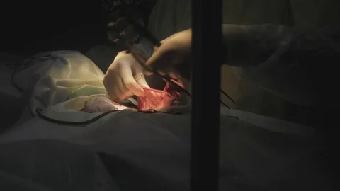Veterinary surgery at a pet clinic. 動画素材 88281076