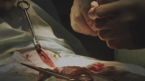 Veterinary surgery at a pet clinic. 動画素材 88281173