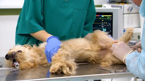 Veterinary Surgery at a Pet Clinic Stock Footage 101323943