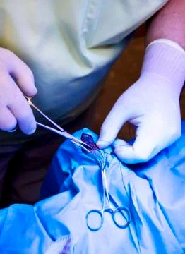 Veterinary Surgery Stock Photos