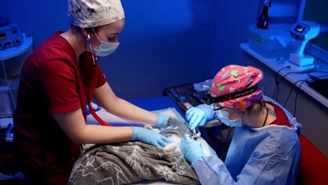 Veterinary surgery: tooth extraction by a professional doctor in a clinic. Stock Footage 257420284