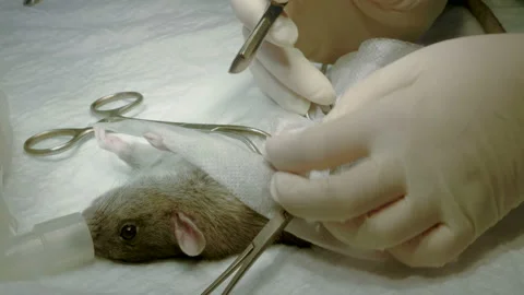 Veterinary surgery. Vet operating rat on operating table in veterinary clinic 4K 스톡 동영상 94675998