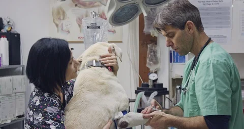 Veterinary surgery - Veterinarian checking a white dog in a pet clinic Stock-Footage 99738367