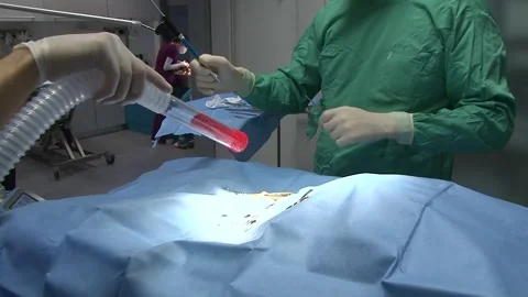 Veterinary Surgical Team Performing Lavage During Animal Surgery Vídeos de archivo 343880142