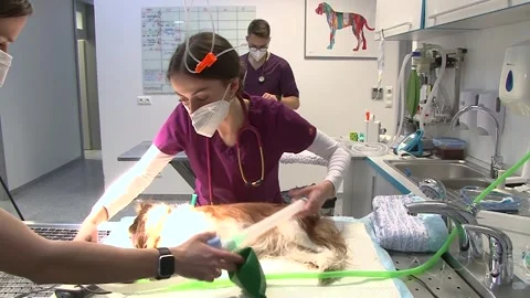 Veterinary Surgical Team Preparing Anesthetized Dog for Operation Vídeos de archivo 343877571