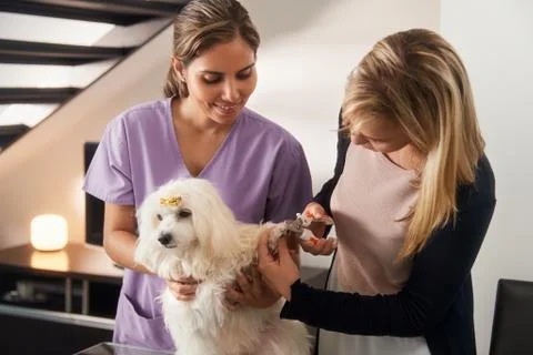 Veterinary Teaching How To Use Nail Clipper With Dog Stock Photos