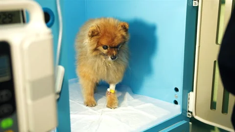 Veterinary technician adjusts infusion pump beside incubator and small dog Stock Footage 333989223