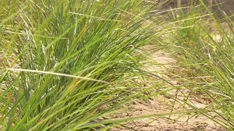 Vetiver Gras in Desert Stock Footage 24685088