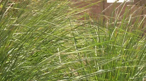 Vetiver Gras in Desert Stock-Footage 24685119