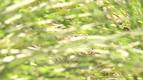 Vetiver Gras in Desert Stock Footage 24685138