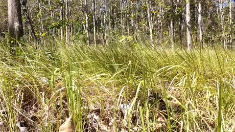 Vetiver Grass Field in the Forest Video stock 340017803