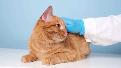 The vet's blue gloved hands stroke the ginger cat before examining him Stock Footage 238508999