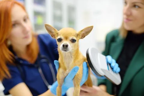 Vets checks microchip implant using scanner device under the skin of little.. Foto stock