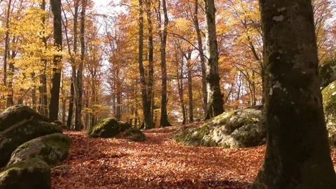 Vetusta beech forest of Cimino mount in autumn. Foliage in Lazio,  Italy Stock Footage 294676651