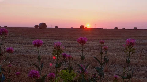 Vew of a group of flowers in front of field of wheat, Italy, 4K Stock Footage 112050488