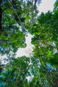 Vew of the sky through green trees. Stock Photos